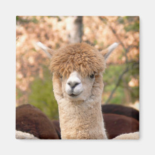 Alpaca Magnet Belle