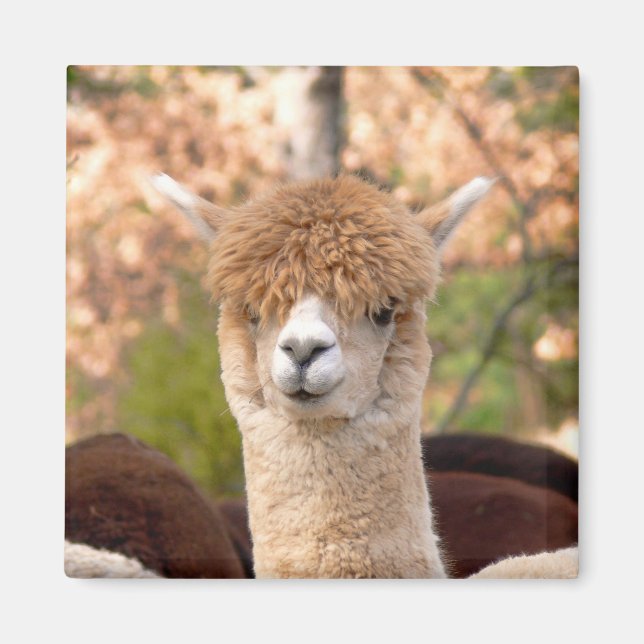Alpaca Magnet Belle (Front)