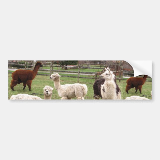 Alpaca Melange ~ Bumper Sticker (Front)