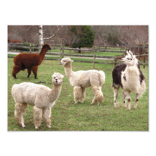 Alpaca Melange ~ Photo Print (Front)