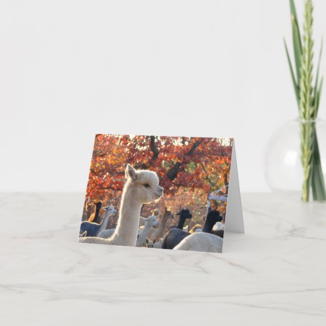 Alpaca Note Cards Elisabetta (Front)