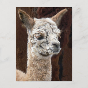 Alpaca of Many Colours Postcard