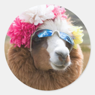Alpaca, Pachacoto, Cordillera Blanca, Ancash Classic Round Sticker