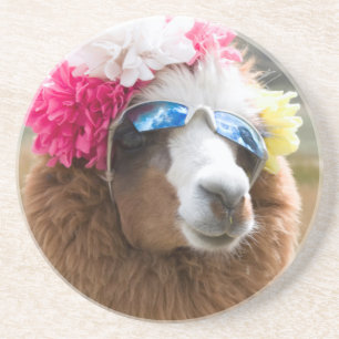 Alpaca, Pachacoto, Cordillera Blanca, Ancash Coaster