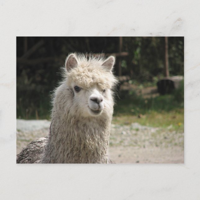 Alpaca, Parque Llaviucu, Ecuador Postcard (Front)
