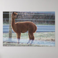 Alpaca Photo  Poster