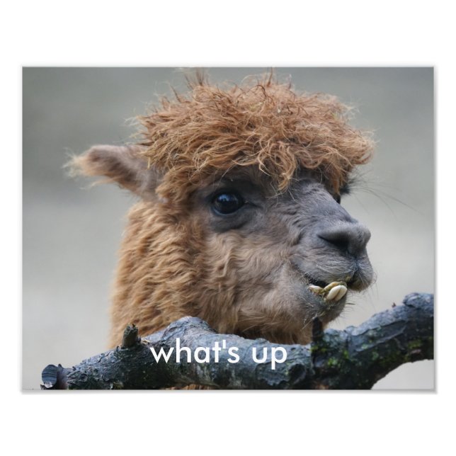 Alpaca Photo Print (Front)