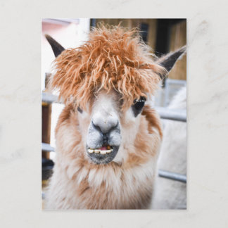 Alpaca Postcard