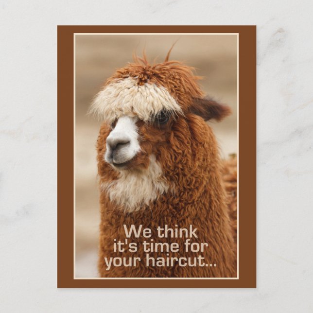 Alpaca postcard (Front)