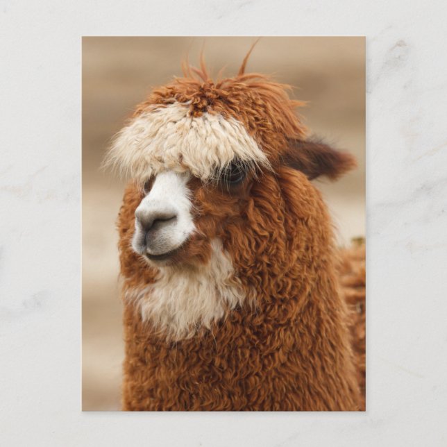Alpaca postcard (Front)