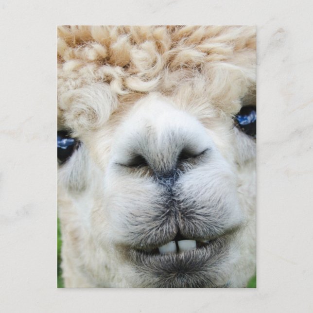 ALPACA POSTCARD (Front)