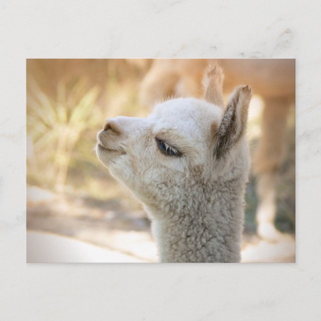 Alpaca Postcard Celeste (Front)
