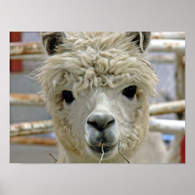 Alpaca Poster (Front)