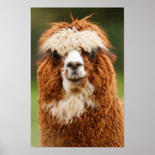 Alpaca Poster