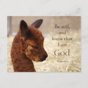 Alpaca Psalm 46:10 Postcard