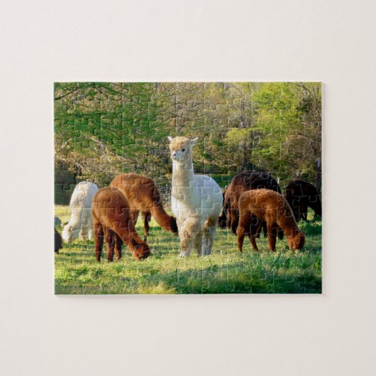 Alpaca Puzzle with Gift Box