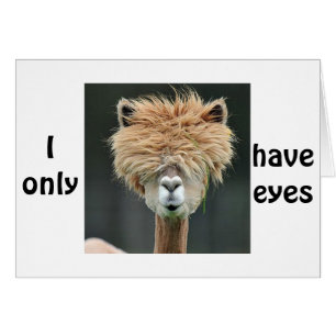 ALPACA SAYS "I ONLY HAVE EYES FOR YOU"