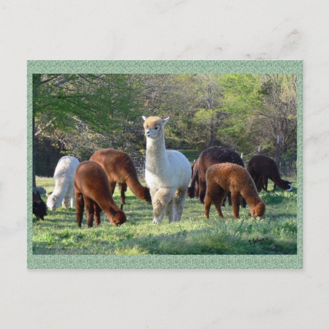 Alpaca Sleigh Belle Postcard (Front)