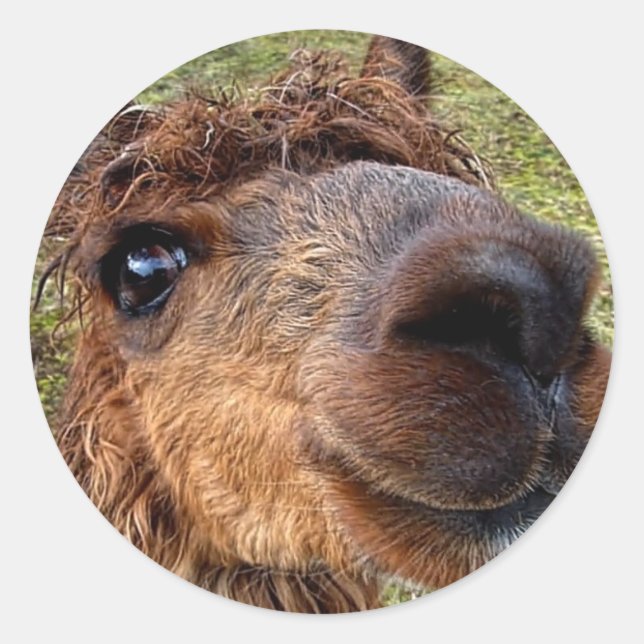 Alpaca Sticker (Front)