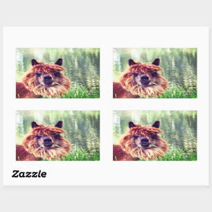 Alpaca Stickers