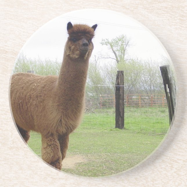 Alpaca stud coaster (Front)