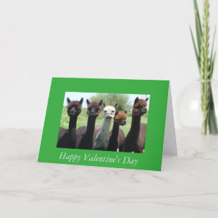 Alpaca Valentine's Day Holiday Card