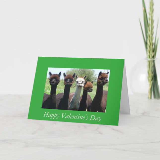 Alpaca Valentine's Day Holiday Card (Front)