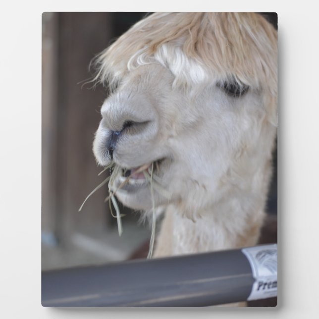 Alpaca, White Plaque (Front)
