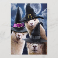 Alpaca Witches