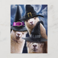 Alpaca Witches