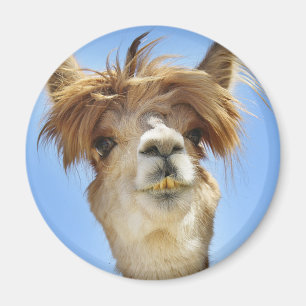 Alpaca with Crazy Hair Magnet