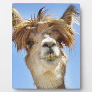 Alpaca with Crazy Hair Plaque