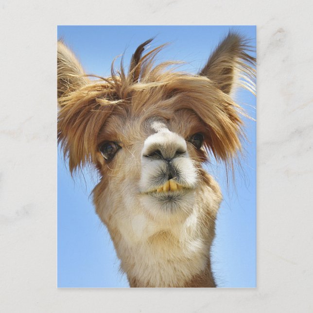 Alpaca with Crazy Hair Postcard (Front)