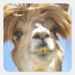 Alpaca with Crazy Hair Square Sticker