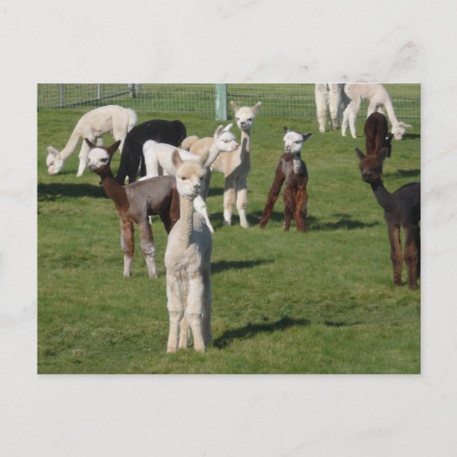 Alpaca youngsters postcard (Front)