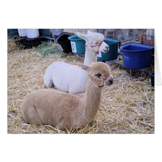 alpacas (Front Horizontal)