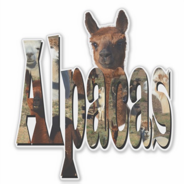 "Alpacas: A Furry Friend Behind the Name" (Front)