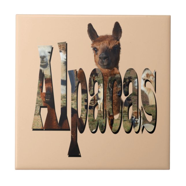 "Alpacas: A Furry Friend Behind the Name" Ceramic Tile (Front)