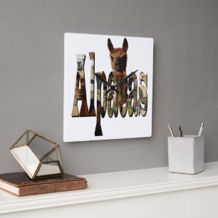 "Alpacas: A Furry Friend Behind the Name" Square Wall Clock