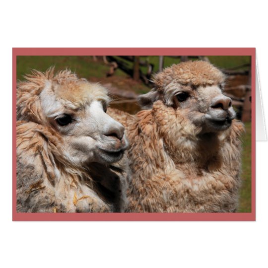 "Alpacas" Card