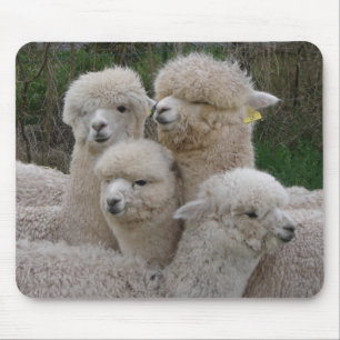 Alpacas Closeup Mouse Pad