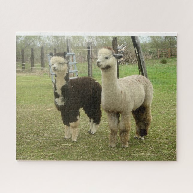 Alpacas Jigsaw Puzzle (Horizontal)