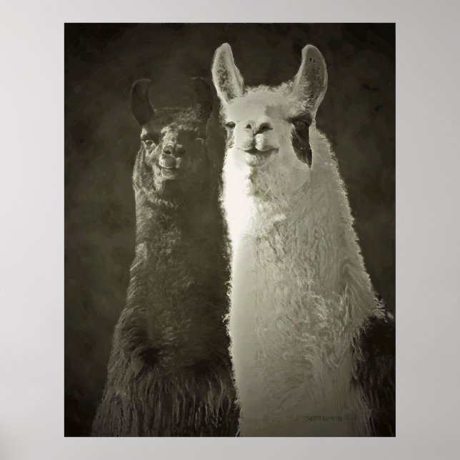 alpacas poster (Front)