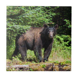 Alpha Black Bear Ceramic Tile
