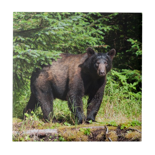 Alpha Black Bear Ceramic Tile (Front)