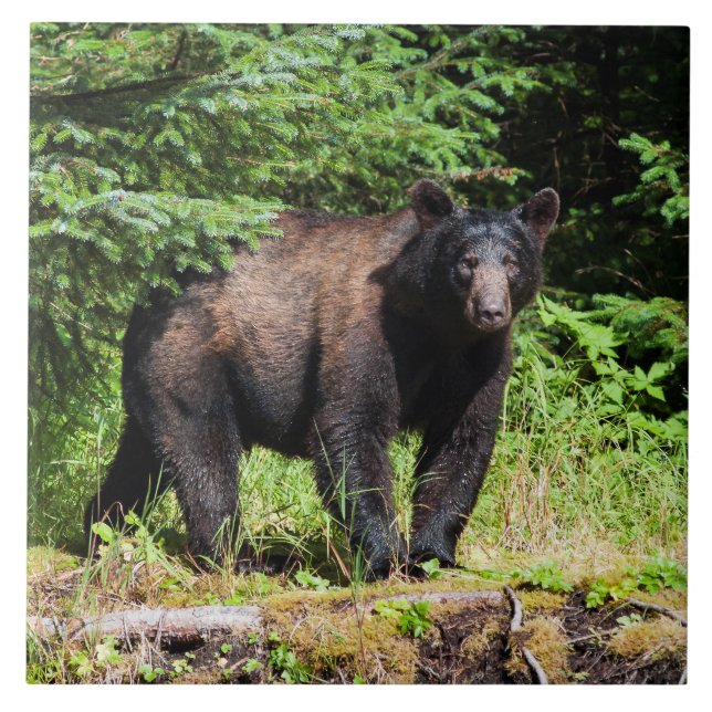 Alpha Black Bear Ceramic Tile (Front)