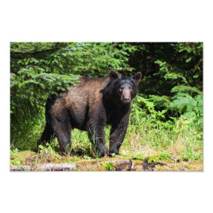 Alpha Black Bear Photo Print