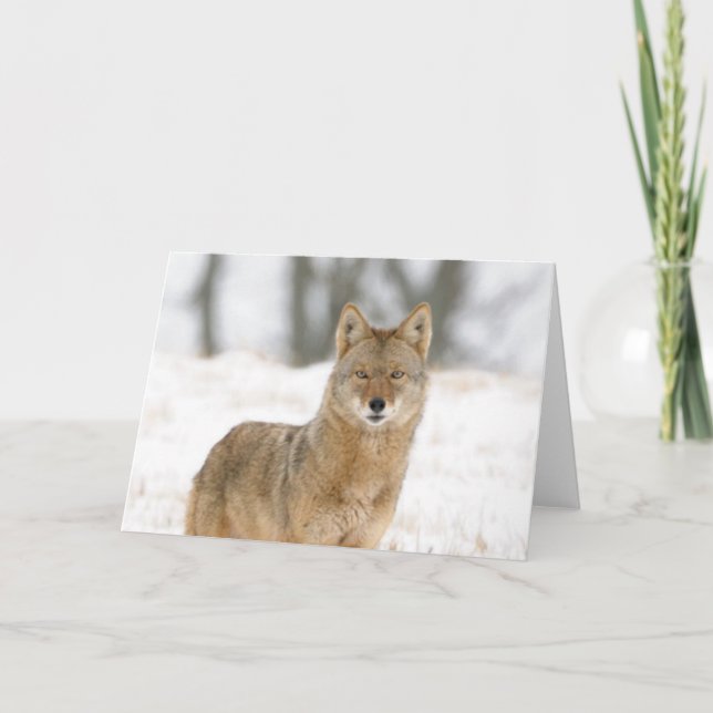 Alpha Male Coyote Card (Front)