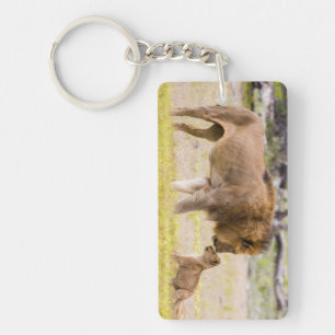 Alpha male lion inspects cub key ring