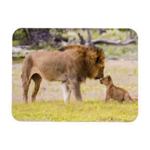 Alpha male lion inspects cub magnet